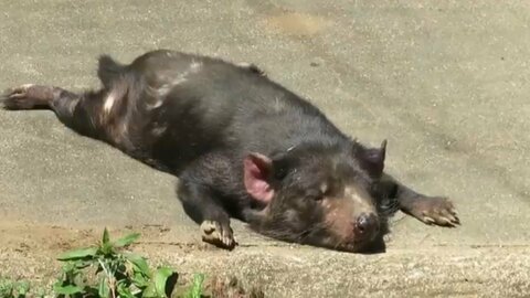 無防備な姿で日向ぼっこする「タスマニアデビル」が気持ちよさそう…普段からこんな格好？動物園に聞いた