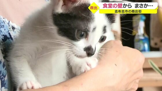 生まれたばかりの子猫がいる 食堂の壁から聞こえたsos 人情が生んだ救出劇とその後 鹿児島発