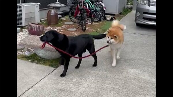 一体なぜ 犬が犬を散歩　78万回再生きっかけは｜FNNプライムオンライン