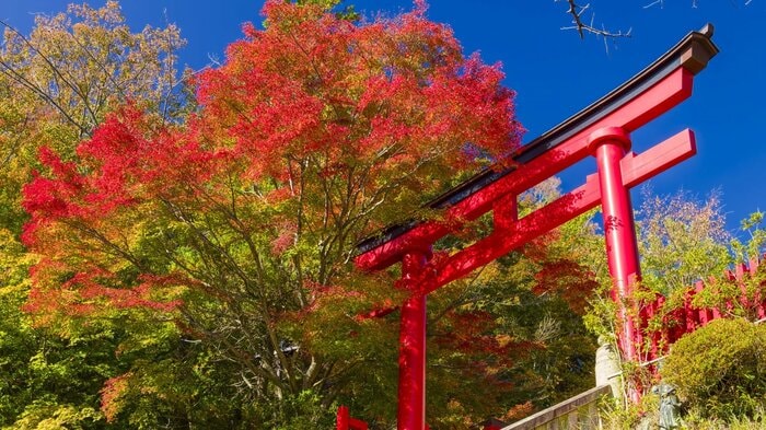 高尾山薬王院の鳥居と紅葉
