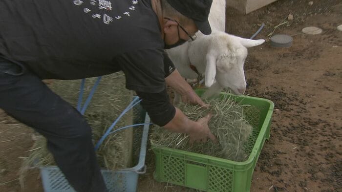 ヤギに餌をあげる安部さん