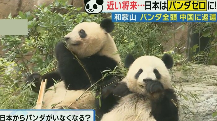 和歌山のパンダ4頭は全て中国に返還 関西テレビ「旬感LIVE とれたてっ!」より