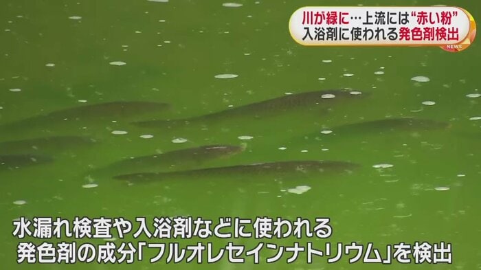 元気に泳ぐ魚たち