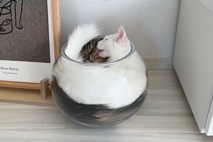 ぎゅうぎゅう詰めのボウル