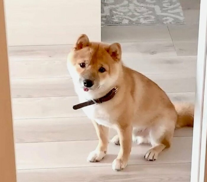 飼い主さんのお風呂をドアの前で待つとらくん 心配そうな様子