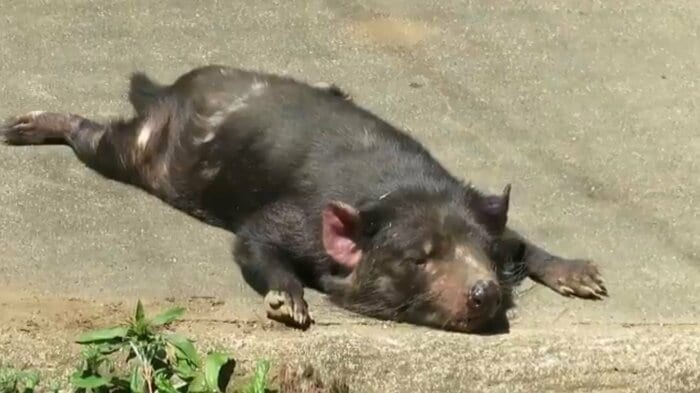 画像提供:「多摩動物公園のTwitterより」