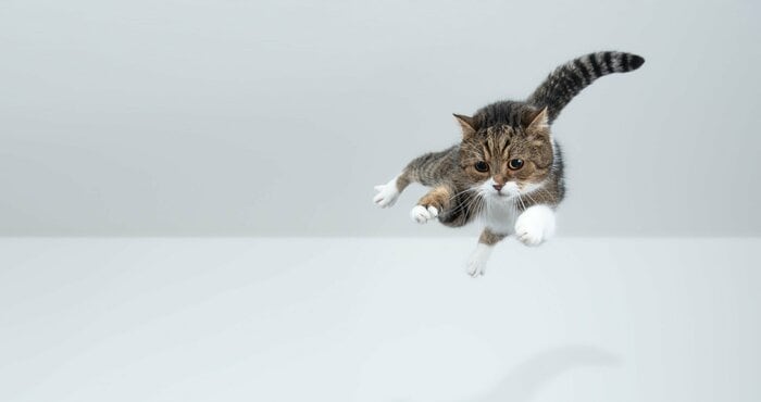 （画像はイメージ）