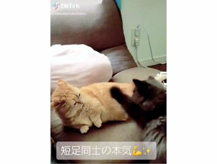 提供:サスケと小春さん