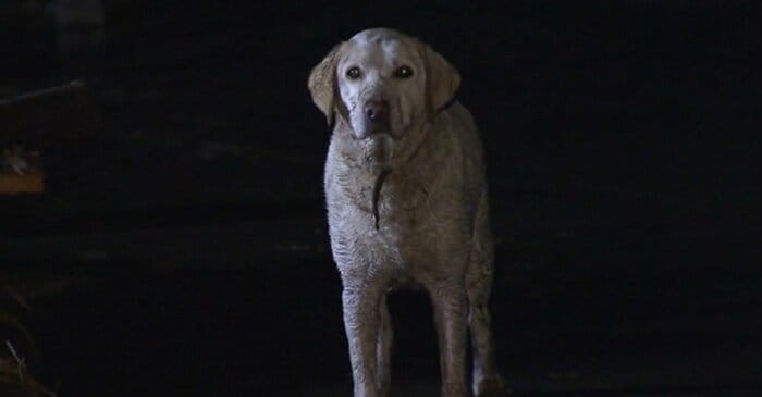 東日本大震災発生当時、被災地で飼い主とはぐれてしまったペット