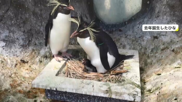キタイワトビペンギンは国内で最も多い繁殖数を誇る