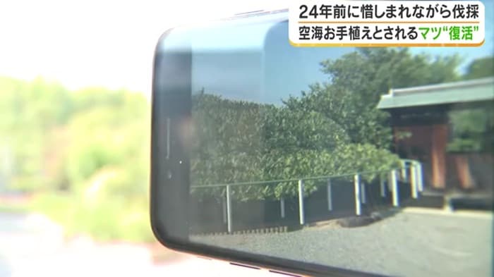 スマホによみがえる伐採前の姿