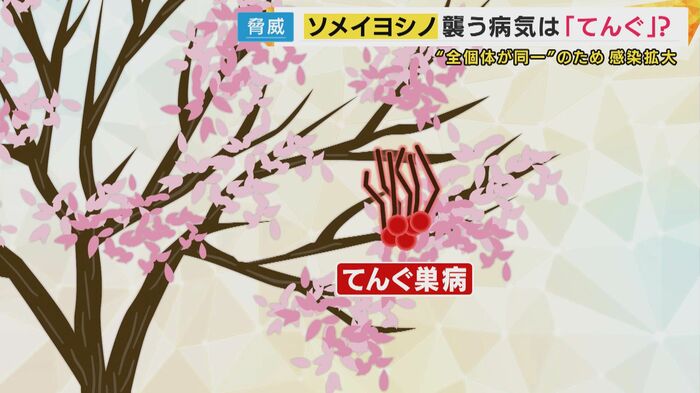 感染広がる「てんぐ巣病」