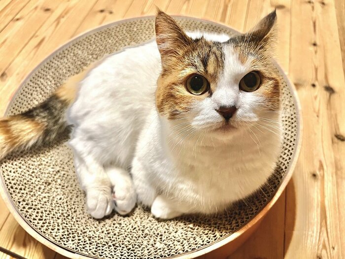 ねるちゃん
