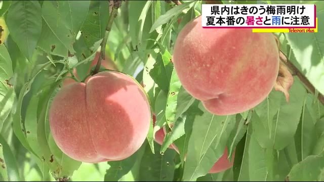〔8月2日梅雨明け〕桃農家も喜び 一転、県中では記録的短時間大雨情報が…今年の夏は不安定?<福島県>