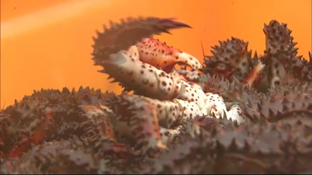 北海道根室市の味覚・花咲ガニ漁解禁 漁業者「期待はできない」漁模様先行き不安の声