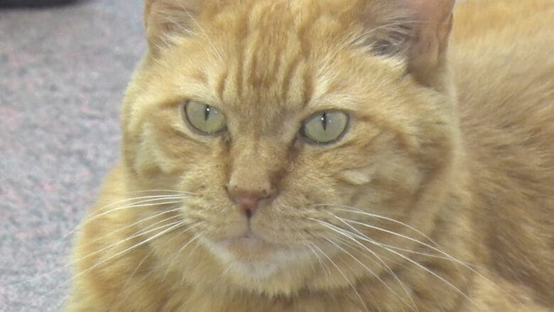 ネコ館長「ムクニャン」愛され就任10年 足にケガをして震えているところを保護 「かわいがられるのも仕事」週2日出勤 お祝いの展示会には愛情あふれる60点の作品 長野・喬木村の椋鳩十記念館|FNNプライムオンライン