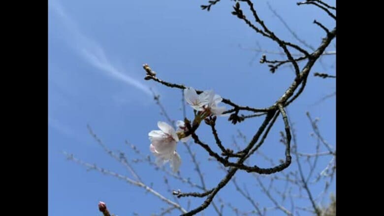 【速報】松山でサクラ開花　道後公園の標本木　平年並み【愛媛】｜FNNプライムオンライン