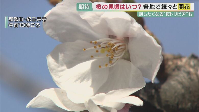 花見は26日以降「白っぽい桜は散りにくい」を参考に…そして気になる「将来ソメイヨシノの花見ができなくなる」話も【大阪発】｜FNNプライムオンライン