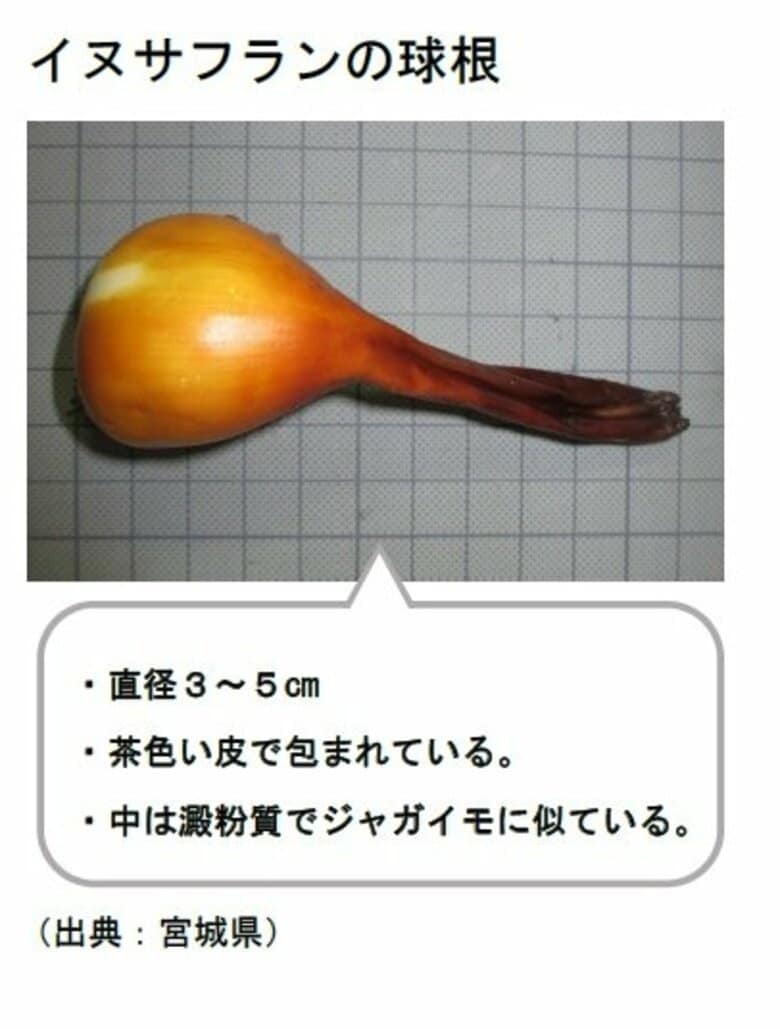 【速報】タマネギと誤認…イヌサフランの「球根」誤って食べ、８０代の高齢者死亡【岡山】｜FNNプライムオンライン