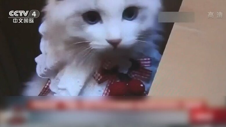 中国で流行「ブラインドボックス」商法に批判殺到…子犬・子猫を生きたまま箱詰めし宅配｜FNNプライムオンライン