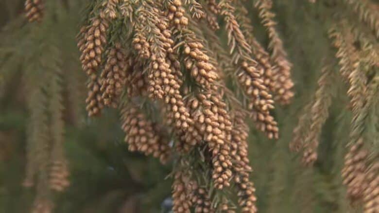 いよいよスギ花粉が本格化…2月中旬から飛び始め3月上旬にピークか　子供の登下校「症状なくてもマスク着用を」　福井大学が発表｜FNNプライムオンライン