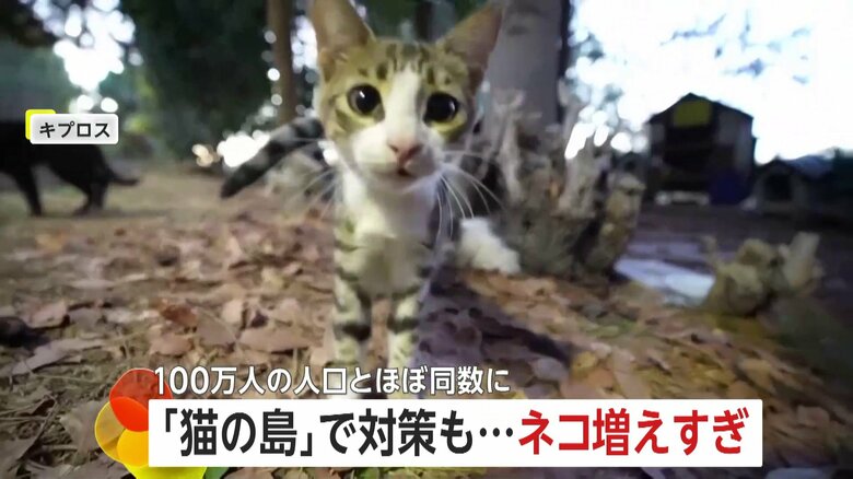観光客には魅力だが…「猫の島」でネコ急増　100万人の人口と“同数”に　政府が不妊手術に予算　地中海のキプロス｜FNNプライムオンライン