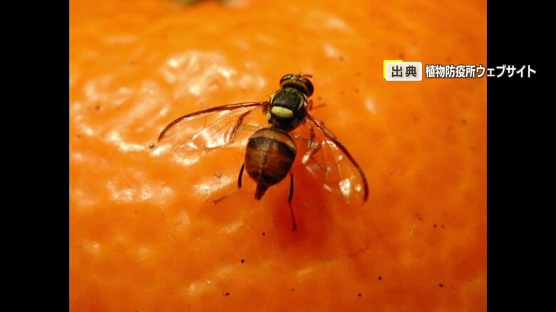 かんきつ類などの果実に寄生する「ミカンコミバエ」過去最多の確認　薬剤を染み込ませた板を設置など防止策｜FNNプライムオンライン