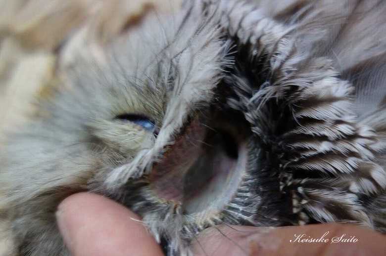 フクロウの耳(齊藤慶輔さんTwitterより)