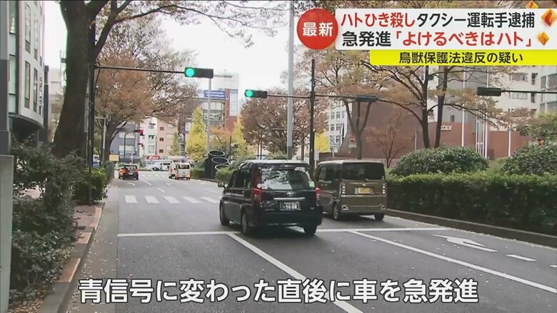 路上にいたハトの群れに突っ込み、1羽をひき殺したとみられている