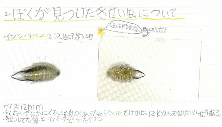 イワシノコバンについての記載部分