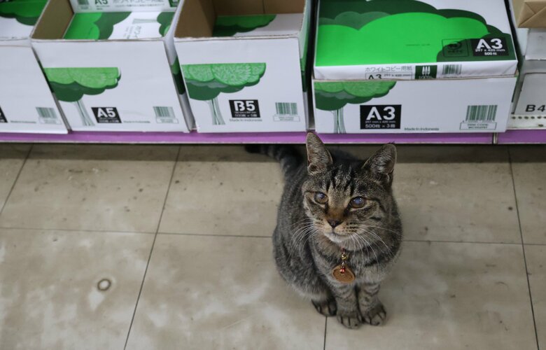 シマ子店長「私の座るところがなくなっちゃった。」