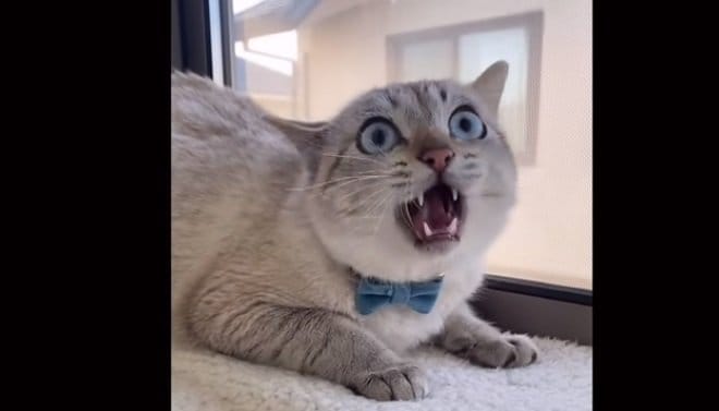 「ニャー！」と何度も叫ぶくう君（YouTubeより）