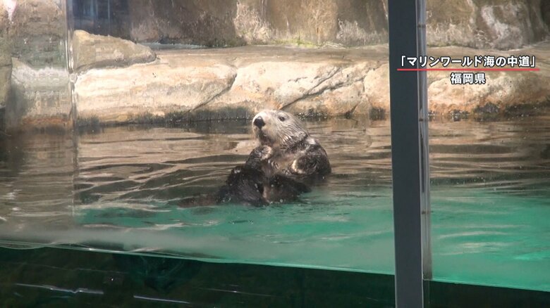 福岡県・マリンワールド海の中道で飼育されているラッコ
