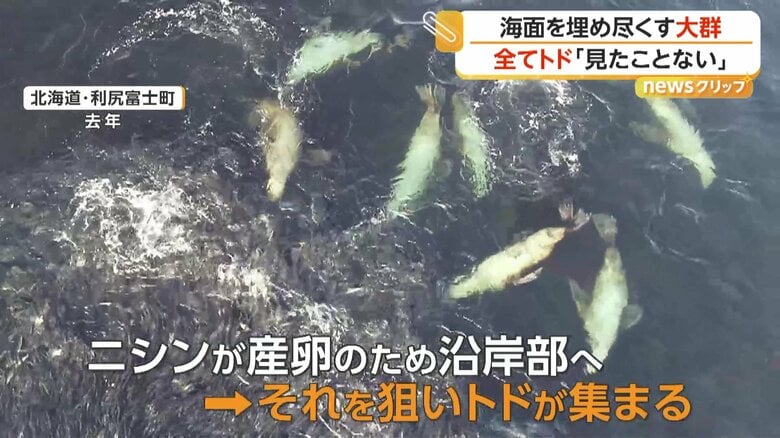 ニシンが産卵のために沿岸へ押し寄せるため、それを狙って集まるのだというトド