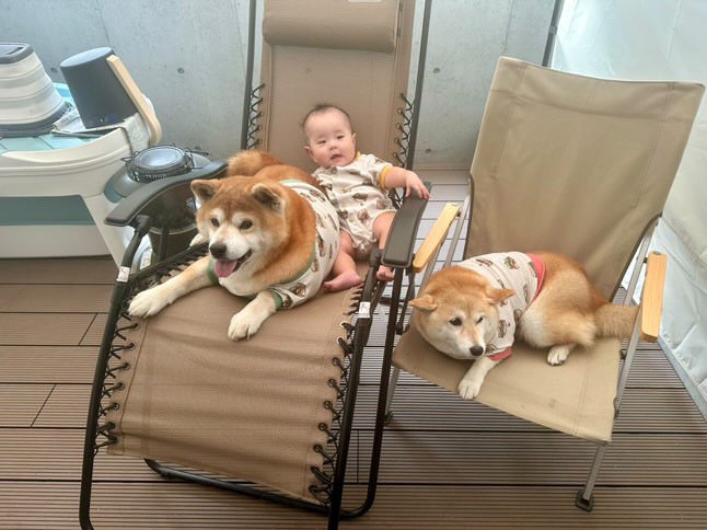 提供：飼い主さん（＠shibainu.berry）