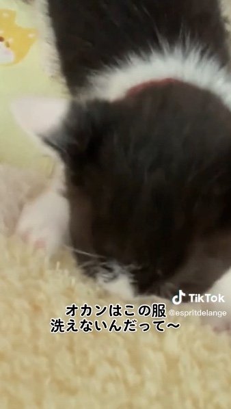 提供：エンとちぃさん