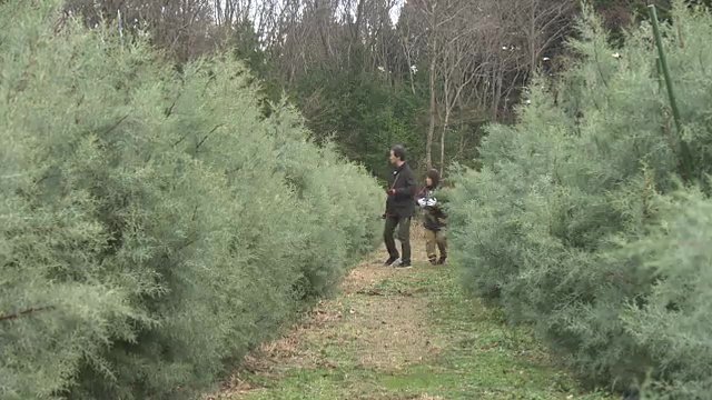 2018年に営農再開　ユーカリを育てる