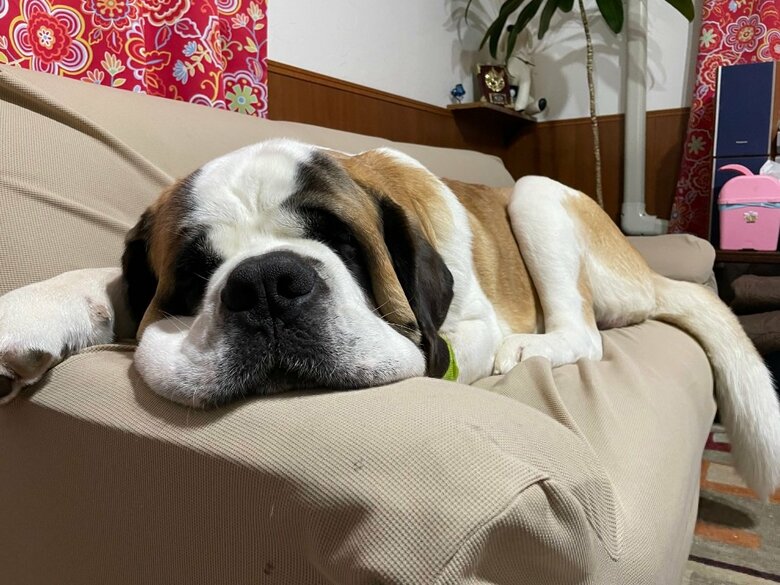 リラックス中のダンテくん