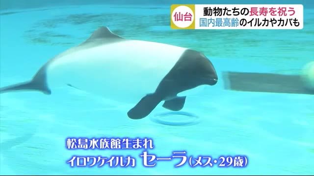 動物たちの長寿を祝う 国内最高齢のイルカやカバも〈仙台〉