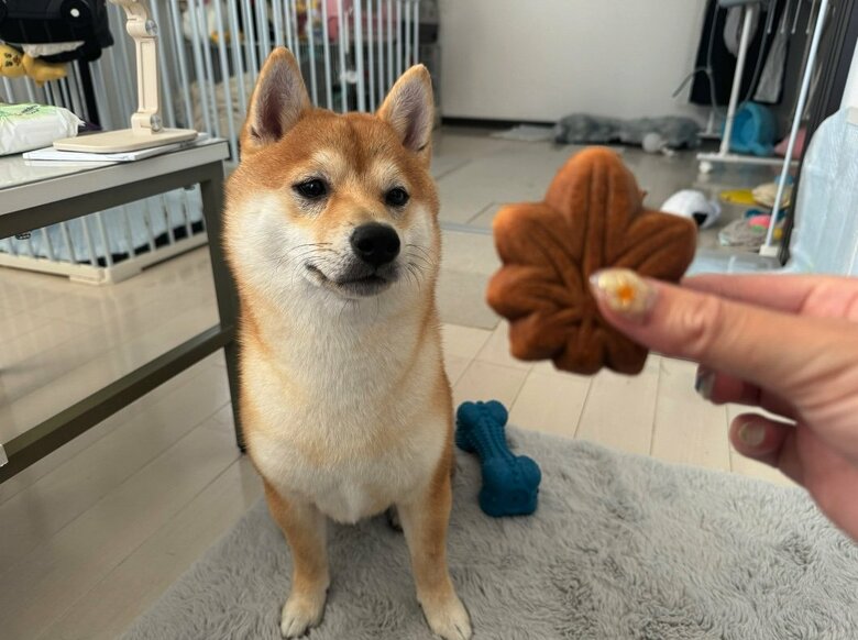 提供：わさび一族さん