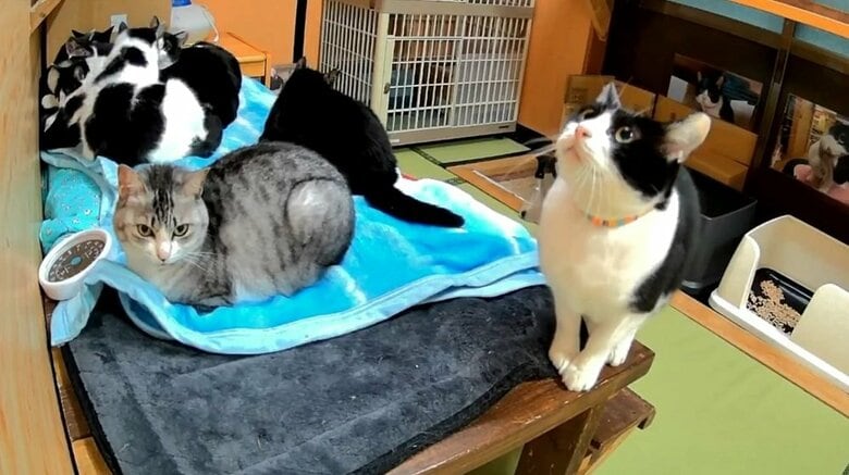 旅館にはこのような猫部屋がある