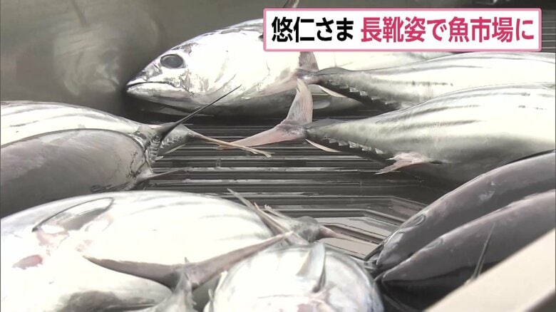 水揚げされたカツオの仕分け作業