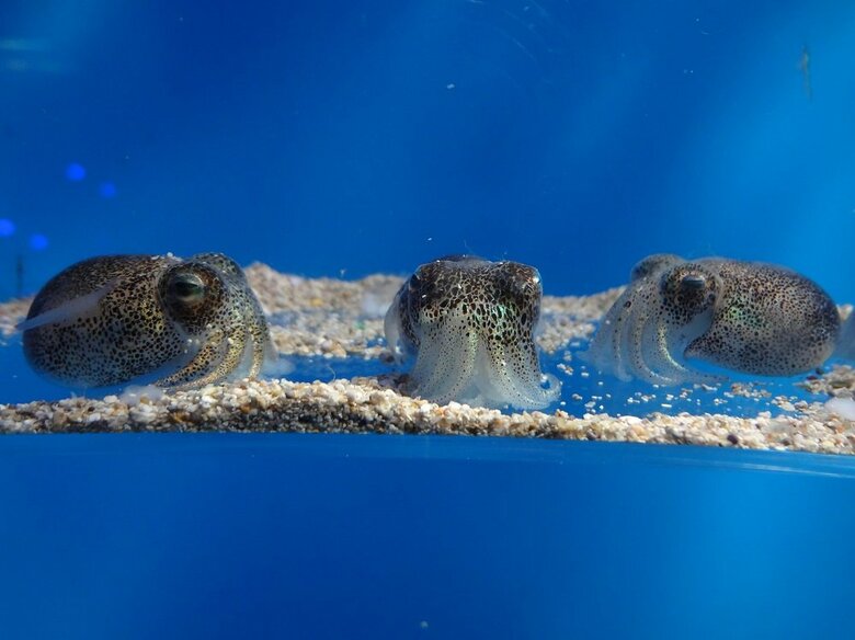 ミミイカ　（画像提供：サンシャイン水族館）