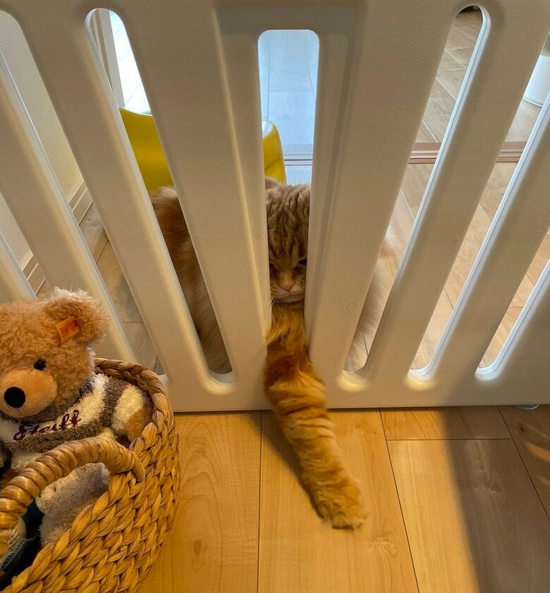 「入れてー」ベビーサークル内には娘さんが…