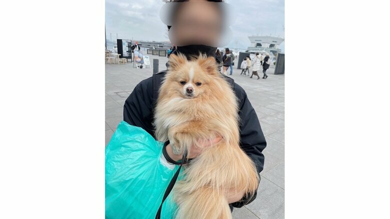 第三希望の飼い主さんの友人に抱っこされている時のピカルディく