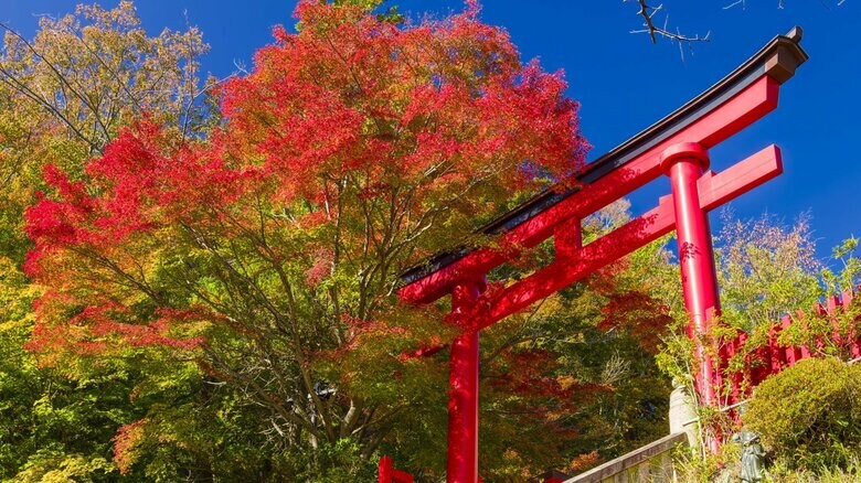 高尾山薬王院の鳥居と紅葉