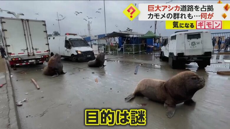 動物が集まってきた目的は謎のままだという