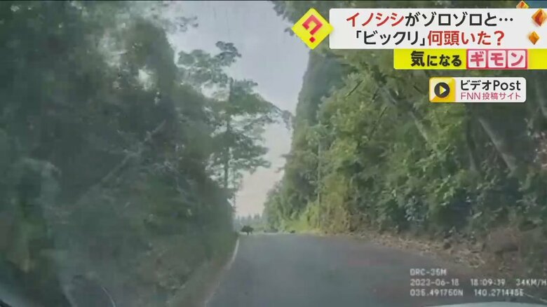 イノシシの群れが突然道路を横切る様子③
