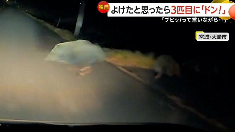 運転中の車の前に突然イノシシ3匹が飛び出し衝突する瞬間（22日午後6時半頃、宮城・大崎市）①