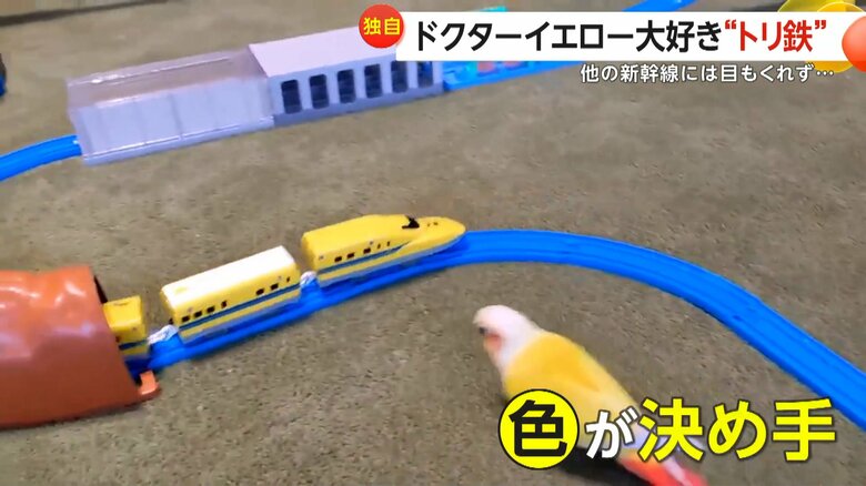 「その色が決め手なのでは？」と話す飼い主（視聴者撮影）